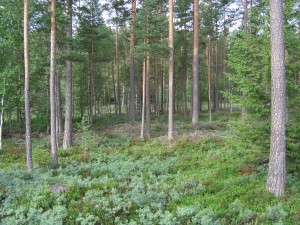 Miljø,natur,skodder.jalousilåger,saloondøre,svingdøre,vinduesskodder,